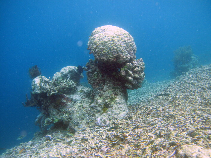 "Koraller lever i symbiose med alger, og korallene dør hvis algene blir borte. Foto: ARC Centre of Excellence for Coral Reef Studies" "Koraller lever i symbiose med alger, og korallene dør hvis algene blir borte. Foto: ARC Centre of Excellence for Coral Reef Studies"