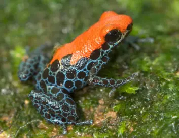 Denne giftfrosken er hjemmehørende i Peru og hter. Dendrobates reticulatus. (Foto: iStockphoto.com) Denne giftfrosken er hjemmehørende i Peru og hter. Dendrobates reticulatus. (Foto: iStockphoto.com)