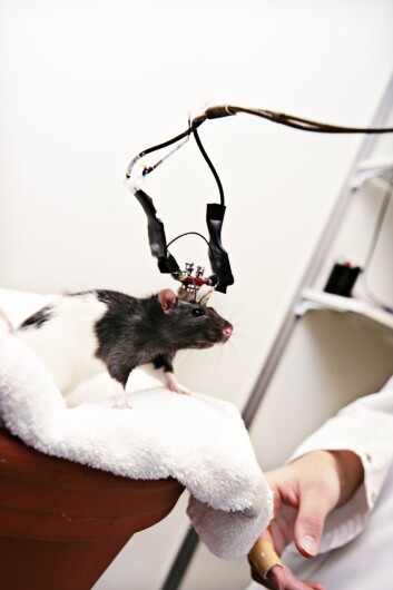 Det er viktig å kunne diagnostisere Alzheimer og gripe inn så tidlig som mulig. Forskning på rotter kan gi viktige svar. (Foto: Jørn Adde/NTNU) Det er viktig å kunne diagnostisere Alzheimer og gripe inn så tidlig som mulig. Forskning på rotter kan gi viktige svar. (Foto: Jørn Adde/NTNU)