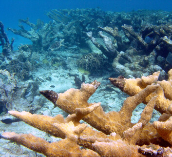 "Forurensing, temperaurforandringer og sykdom gjør korallene sprø og fargeløse. Foto: Australian Centre of Excellence for Coral Reef Studies" "Forurensing, temperaurforandringer og sykdom gjør korallene sprø og fargeløse. Foto: Australian Centre of Excellence for Coral Reef Studies"