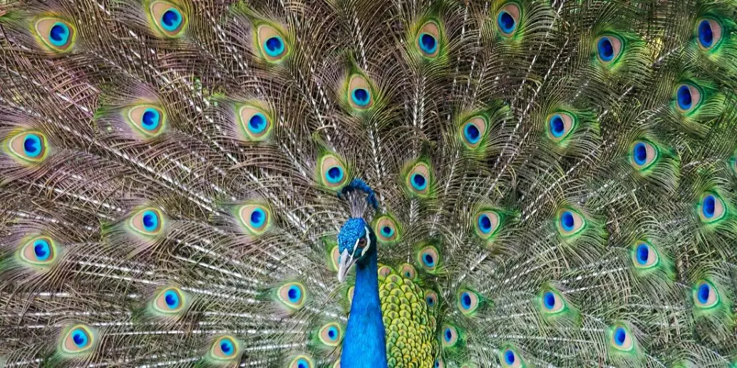 Vi ser påfuglens farger av helt andre grunner enn vi ser fargene i maling eller lakk.