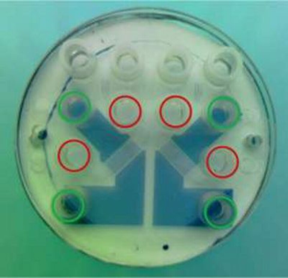 Mikrofluid-chipen som DTU-forskerne holder på å utvikle måler fem centimeter i diameter. De blå banene som går mellom de grønne sirklene, er elektroder framstilt av elektrisk ledende plast som kalles PEDOT. Designet er utviklet av flere forskere på DTU Nanotech. Se faktaboks til høyer for mer informasjon om chipen. (Foto: DTU Nanotech)