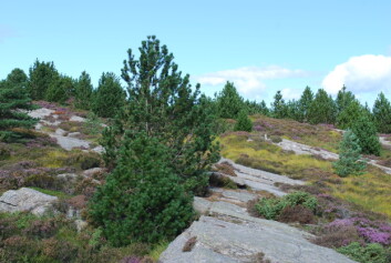 Buskfuru i lyngheiområde på Sotra. Kulturlandskap skapt av beitedyr er i ferd med å gro igjen. (Foto: Ole R. Vetaas) Buskfuru i lyngheiområde på Sotra. Kulturlandskap skapt av beitedyr er i ferd med å gro igjen. (Foto: Ole R. Vetaas)