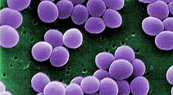 Forskarar driv kjemisk detektiv­arbeid for å kjempa mot antibiotika­­resistens