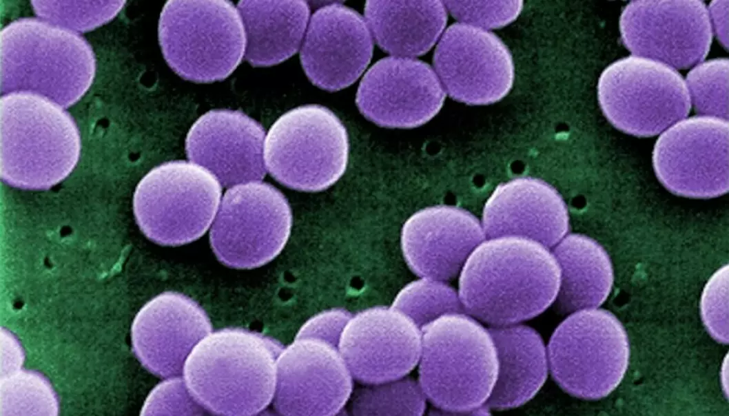 Når vi høyrer om antibiotikaresistente bakteriar ved norske sjukehus, er det som regel stammar av Gule stafylokokkar. Her forstørra 20.000 gonger og kunstig fargelagt.