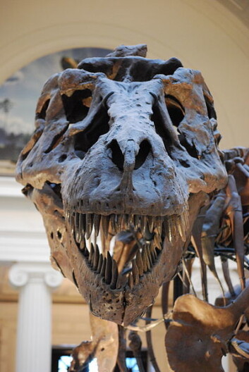 T-rexen Sue, som er utstilt på Field Museum of Natural History i Chicago. (Foto: ScottRobertAnselmo/Wikimedia Creative Commons) T-rexen Sue, som er utstilt på Field Museum of Natural History i Chicago. (Foto: ScottRobertAnselmo/Wikimedia Creative Commons)
