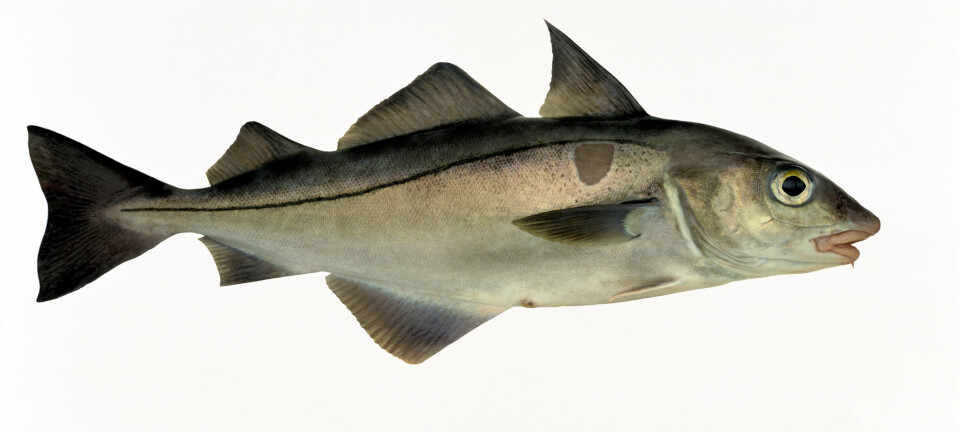 hyse (foto: Eiliv Leren / Eksportutvalget for fisk)