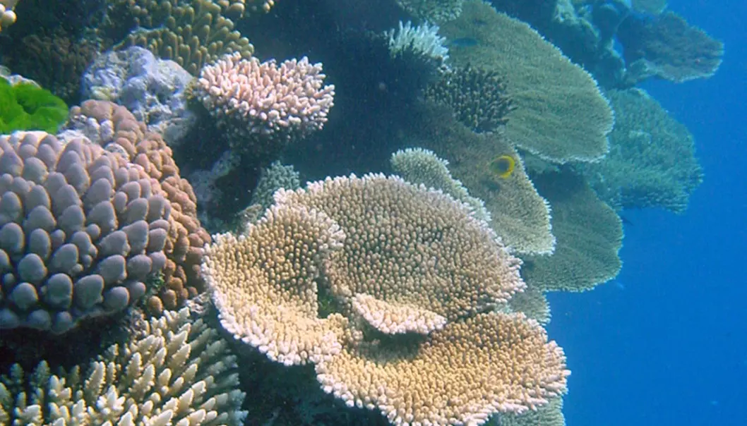 Korallenes klimakamp