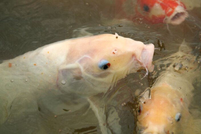 Karpefisk er en viktig del av av dietten i Asia i dag, og kan ha vært det allerede i steinalderen. (Foto: iStockphoto) Karpefisk er en viktig del av av dietten i Asia i dag, og kan ha vært det allerede i steinalderen. (Foto: iStockphoto)