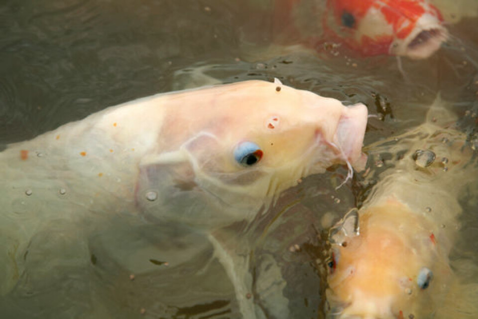 Karpefisk er en viktig del av av dietten i Asia i dag, og kan ha vært det allerede i steinalderen. (Foto: iStockphoto)