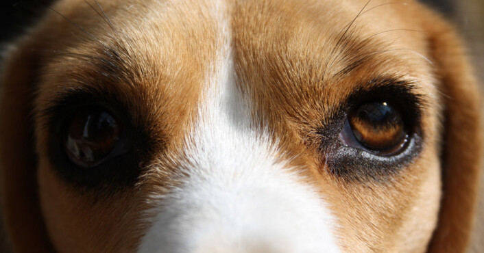 Forsøket med hundetrening ble utført på 44 beagler som normalt blir brukt som laboratoriehunder hos en farmasøytisk bedrift. Fordelen er at slike hunder ikke er blitt trent i forveien, som for eksempel familiehunder, og at hundene er av samme rase, slik at de kan sammenlignes bedre. (Foto: Colourbox) Forsøket med hundetrening ble utført på 44 beagler som normalt blir brukt som laboratoriehunder hos en farmasøytisk bedrift. Fordelen er at slike hunder ikke er blitt trent i forveien, som for eksempel familiehunder, og at hundene er av samme rase, slik at de kan sammenlignes bedre. (Foto: Colourbox)