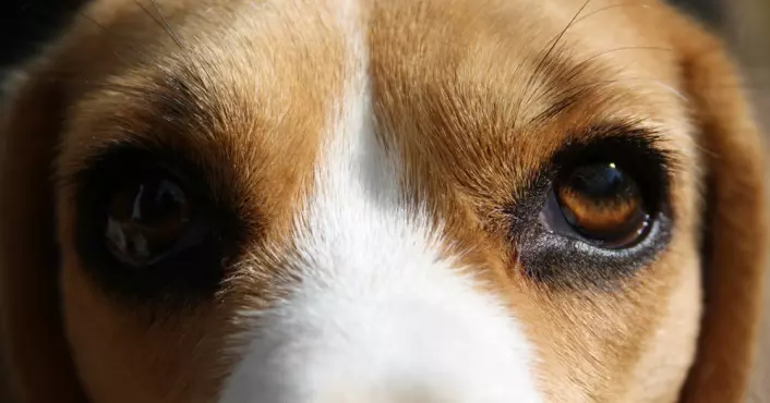 Forsøket med hundetrening ble utført på 44 beagler som normalt blir brukt som laboratoriehunder hos en farmasøytisk bedrift. Fordelen er at slike hunder ikke er blitt trent i forveien, som for eksempel familiehunder, og at hundene er av samme rase, slik at de kan sammenlignes bedre. (Foto: Colourbox)