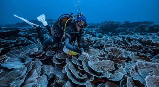 Korallrev kan dø ut i en varmere verden