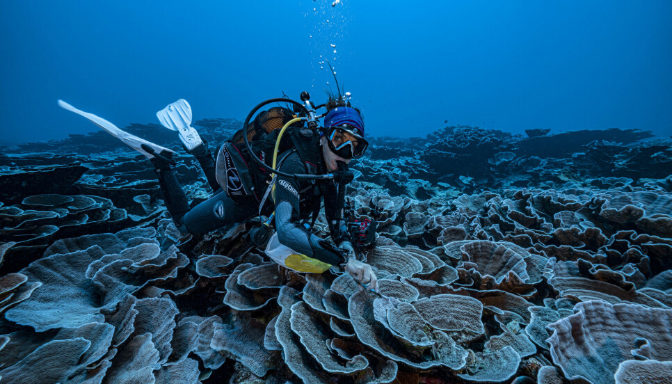 En ny studie tegner ikke godt for verdens korallrev, som er avgjørende for en firedel av alt liv i havet og som dermed gir levebrød til over en halv milliard mennesker.