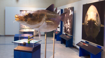 Fra utstillingen "Se torsken" på Tromsø museum. (Foto: Tromsø Museum) Fra utstillingen "Se torsken" på Tromsø museum. (Foto: Tromsø Museum)