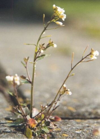 Vårskrinneblom, Arabidopsis thaliana (Foto: Wikimedia Commons, se lisens her)