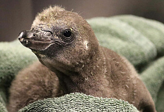 To hann-pingviner som er kjærester, har ruget fram sin første unge i en dyrehage i New York
