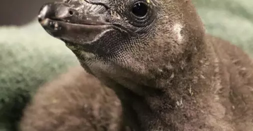 To hann-pingviner som er kjærester, har ruget fram sin første unge i en dyrehage i New York