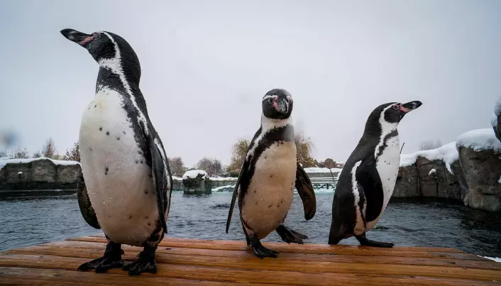 Slik ser humboldt-pingviner ut.