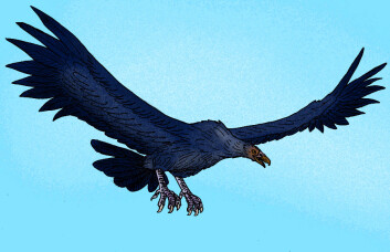 "Den 70 kilo tunge Argentavis magnificens levde for rundt 6 millioner år siden og hadde nok fett på kroppen til å overleve helt uten fjær under fjærskiftet. (Illustrasjon: Stanton F. Fink/Wikimedia Commons)" "Den 70 kilo tunge Argentavis magnificens levde for rundt 6 millioner år siden og hadde nok fett på kroppen til å overleve helt uten fjær under fjærskiftet. (Illustrasjon: Stanton F. Fink/Wikimedia Commons)"