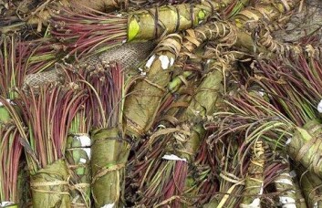 Khat brukes som stimulerende middel hovedsakelig i Øst-Afrika og i Midtøsten. Planten viser seg å ha virkestoffer mot leukemi. (Foto: DEA/Wikimedia Commons) Khat brukes som stimulerende middel hovedsakelig i Øst-Afrika og i Midtøsten. Planten viser seg å ha virkestoffer mot leukemi. (Foto: DEA/Wikimedia Commons)