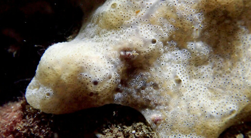 Slimete, spyaktig guffe brer seg på havbunnen i Norge