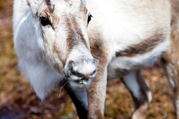 Reinsdyret har et kosthold tilpasset dets arktiske omgivelser. (Foto: Andreas Palmén) Reinsdyret har et kosthold tilpasset dets arktiske omgivelser. (Foto: Andreas Palmén)