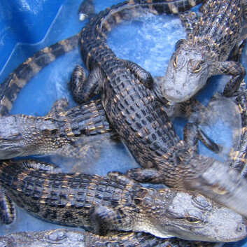 Det er amerikanske alligatorer på omtrent elleve kilo som har blitt brukt til forsøkene (Foto: Hannah J. Chirillo)