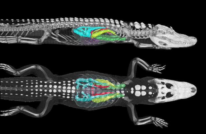 Bildet er av en CT-skanning av en elleve kilo tung amerikansk alligator. Den tredimensjonale datasimuleringen avslørte at luften beveget seg først gjennom de grønne områdene fra hode mot hale og derfra i det blå området, hvor luften blir dirigert i en helvomvending fra hale mot hode (Foto: C. G. Farmer, Utah University).