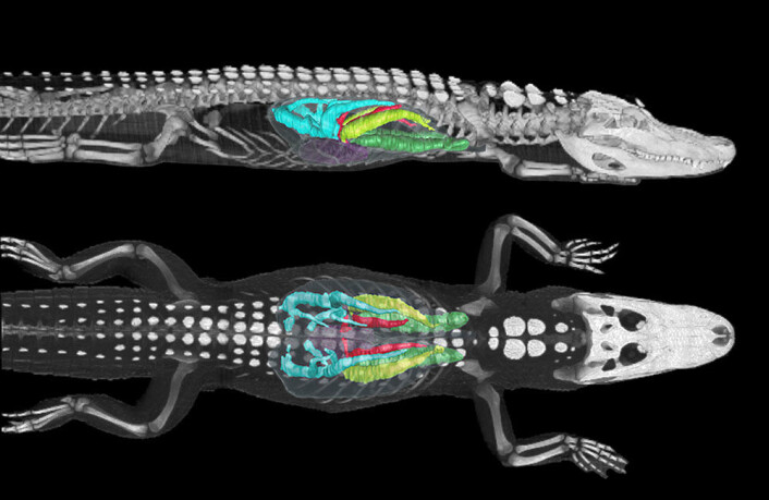 Bildet er av en CT-skanning av en elleve kilo tung amerikansk alligator. Den tredimensjonale datasimuleringen avslørte at luften beveget seg først gjennom de grønne områdene fra hode mot hale og derfra i det blå området, hvor luften blir dirigert i en helvomvending fra hale mot hode (Foto: C. G. Farmer, Utah University). Bildet er av en CT-skanning av en elleve kilo tung amerikansk alligator. Den tredimensjonale datasimuleringen avslørte at luften beveget seg først gjennom de grønne områdene fra hode mot hale og derfra i det blå området, hvor luften blir dirigert i en helvomvending fra hale mot hode (Foto: C. G. Farmer, Utah University).