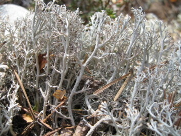 Grå reinlav (Caledona rangiferina) er en av lavartene som er av stor betydning i kostholdet til reinsdyr. (Foto: Wikimedia Commons) Grå reinlav (Caledona rangiferina) er en av lavartene som er av stor betydning i kostholdet til reinsdyr. (Foto: Wikimedia Commons)