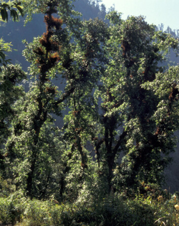 "Eikeskog i Nepal. Bladverket er styvet og brukt som vinterfôr for husdyr. De brune deler på eiketrærne er epifyttiske moser og bregner, som er habitat for mange orkideer. Foto: O.R. Vetaas." "Eikeskog i Nepal. Bladverket er styvet og brukt som vinterfôr for husdyr. De brune deler på eiketrærne er epifyttiske moser og bregner, som er habitat for mange orkideer. Foto: O.R. Vetaas."