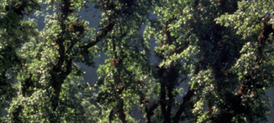 'Eikeskog i Nepal. Bladverket er styvet og brukt som vinterfôr for husdyr. De brune deler på eiketrærne er epifyttiske moser og bregner, som er habitat for mange orkideer. Foto: O.R. Vetaas.'
