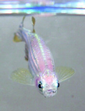 Sebrafisk. (Foto: AZ Lab) Sebrafisk. (Foto: AZ Lab)