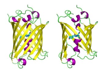 "En stilisert fremstilling av GFP-proteinet. (Foto: Raymond Keller, Wikimedia Commons)" "En stilisert fremstilling av GFP-proteinet. (Foto: Raymond Keller, Wikimedia Commons)"
