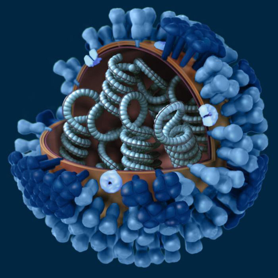 3D-modell av influensavirus. Deler av proteinkappen er skåret vekk for å vise det indre. (Illustrasjon: Dan Higgins) 3D-modell av influensavirus. Deler av proteinkappen er skåret vekk for å vise det indre. (Illustrasjon: Dan Higgins)