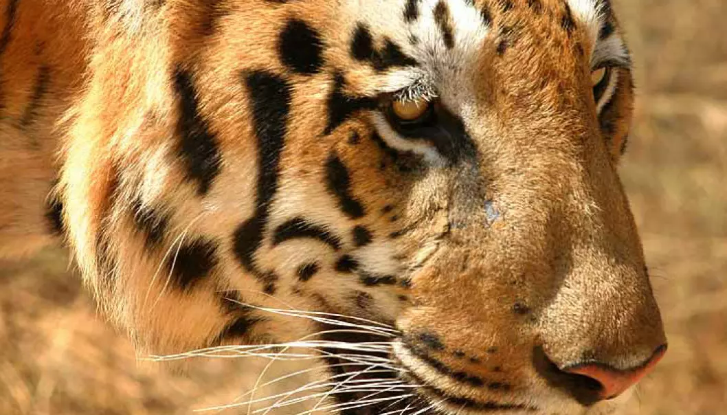Tigeren kan være utrydda i 2022