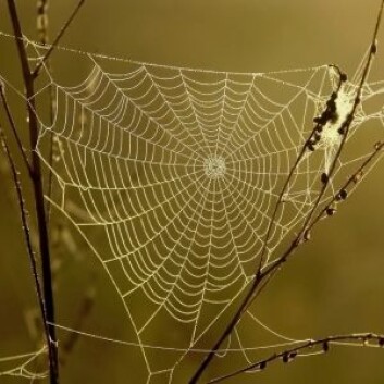 (Illustrasjonsfoto: iStockphoto) (Illustrasjonsfoto: iStockphoto)