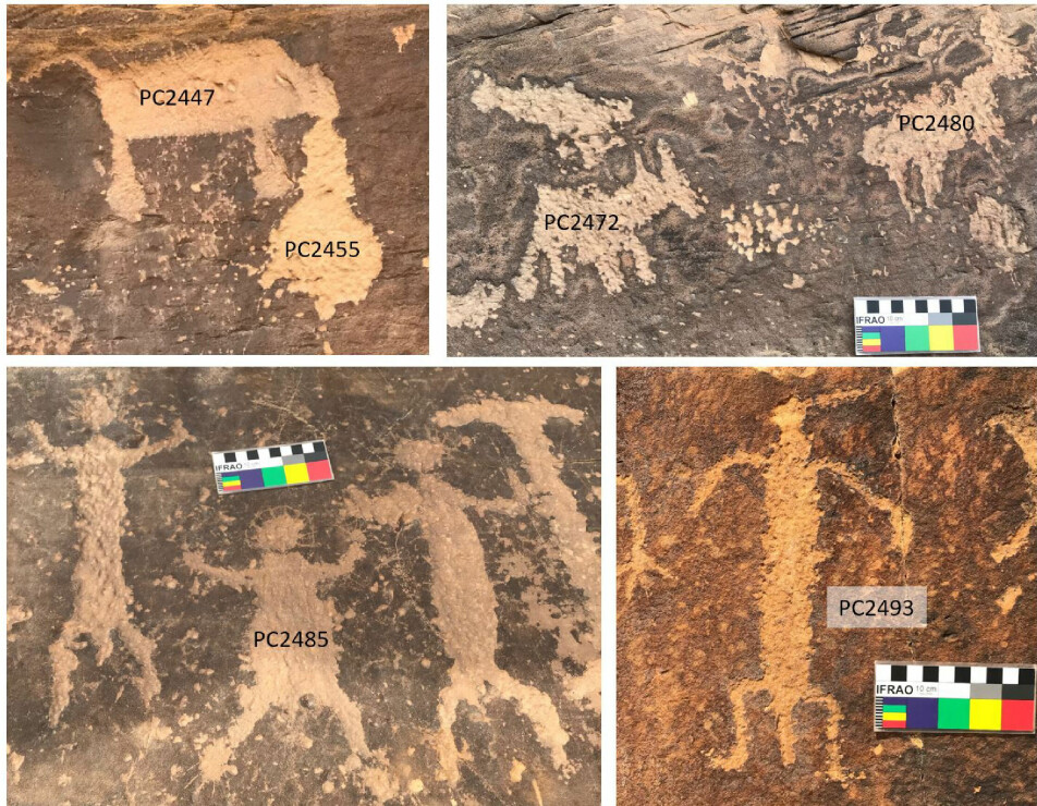 Bergkunst fra Petroglyph Canyon. Det første bilde viser okse med det forskerne tolker som blod ut av munnen, det siste viser mann med fjær på hodet.