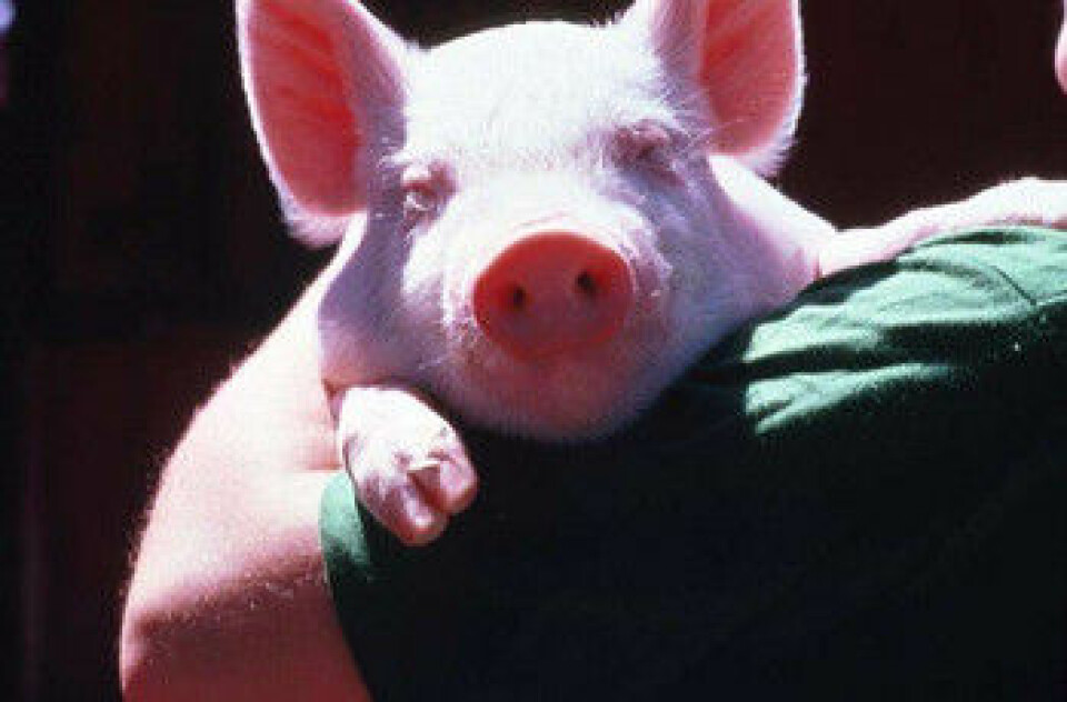 'Kan denne søte lille grisen være med å gi oss mennesker energi i framtiden?'