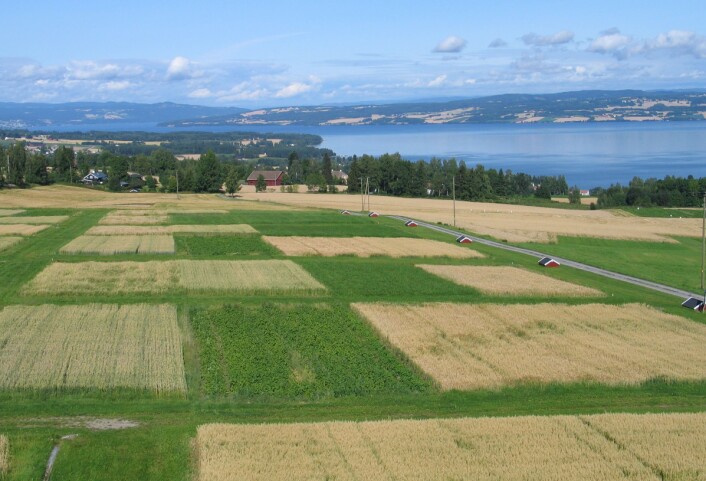 "Her er "gårdene" på Apelsvoll. I de små røde husene samles det opp vann som renner av på overflaten og i grøftene, slik at nitrogenavrenning kan måles. (Foto: Bioforsk Øst)" "Her er "gårdene" på Apelsvoll. I de små røde husene samles det opp vann som renner av på overflaten og i grøftene, slik at nitrogenavrenning kan måles. (Foto: Bioforsk Øst)"
