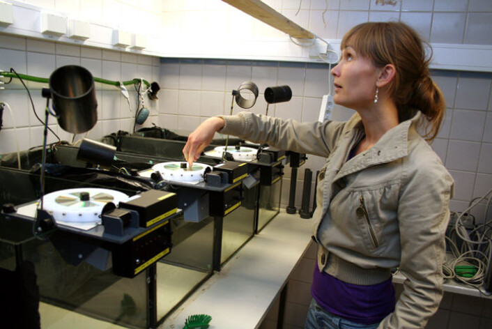 Stipendiat Janicke Nordgreen ved Norges veterinærhøgskole forsker på smerte hos fisk. I kar med fôringssystemer, kamera og belysning kan fiskens reaksjon på ulike stimuli måles. (Foto: Asle Rønning) Stipendiat Janicke Nordgreen ved Norges veterinærhøgskole forsker på smerte hos fisk. I kar med fôringssystemer, kamera og belysning kan fiskens reaksjon på ulike stimuli måles. (Foto: Asle Rønning)