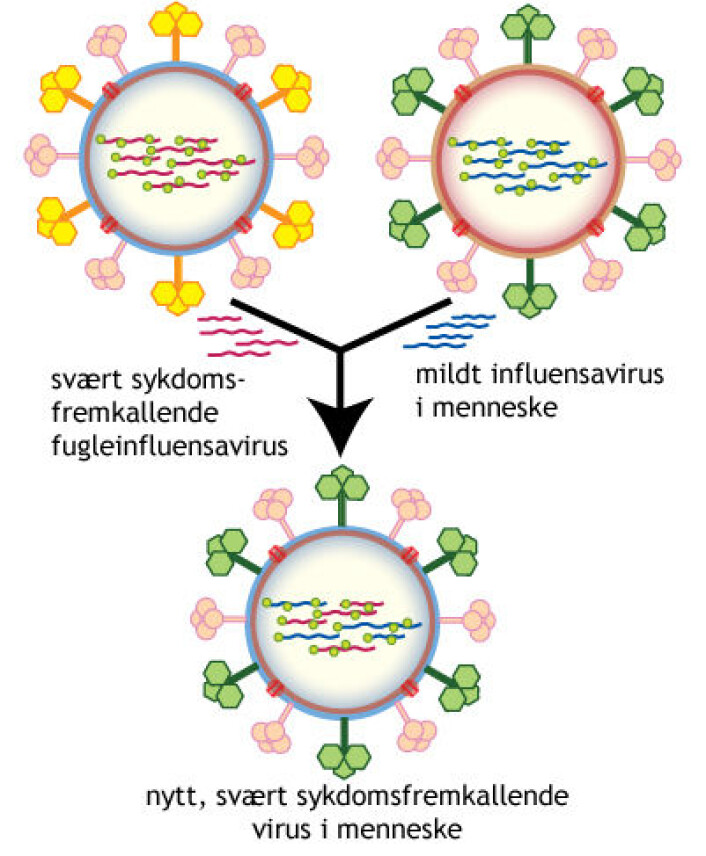 Figuren viser hvordan to arvestoff fra to forskjellige virus kan stokkes i vertsorganismen til et nytt virus der egenskapene kombineres. (Illustrasjon: Dhorspool, GNU Free Documentation License, Version 1.2, se lisens) Figuren viser hvordan to arvestoff fra to forskjellige virus kan stokkes i vertsorganismen til et nytt virus der egenskapene kombineres. (Illustrasjon: Dhorspool, GNU Free Documentation License, Version 1.2, se lisens)