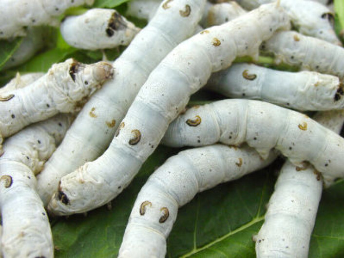 Silkeormer. (Foto: iStockphoto) Silkeormer. (Foto: iStockphoto)