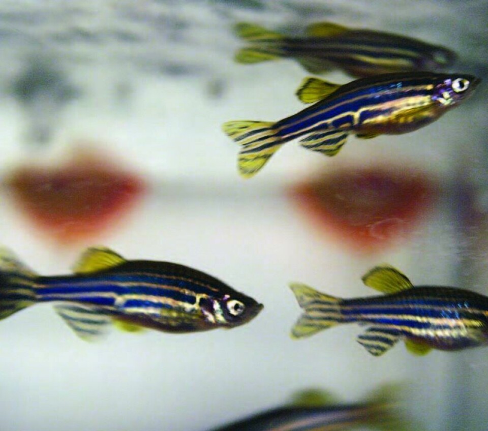 De siste 10-15 årene har bruken av sebrafisk i forskningen eksplodert, ifølge professor Peter Alestrøm ved Veterinærhøgskolen. Foto Elin Fugelsnes