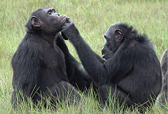 Forskere har oppdaget at noen sjimpanser putter insekter på sårene til hverandre