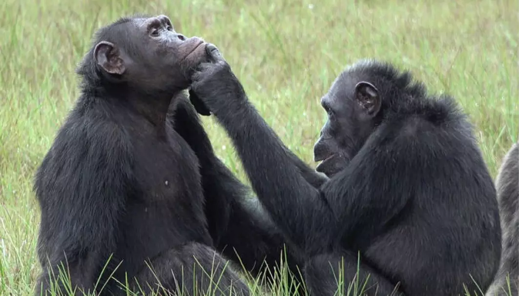 Her putter hunn-sjimpansen Roxy et insekt på såret til hannen Thea.