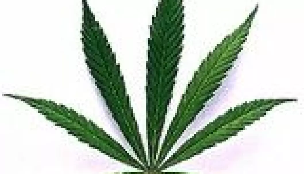 Tenker bedre med cannabis