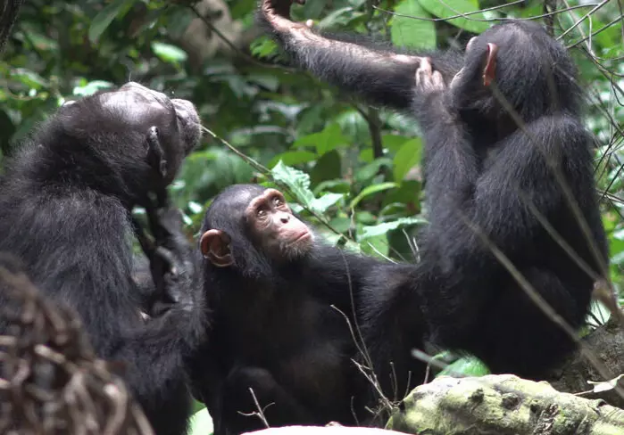 Sjimpansene som er forsket på lever i Loango nasjonalpark i Gabon i Afrika.