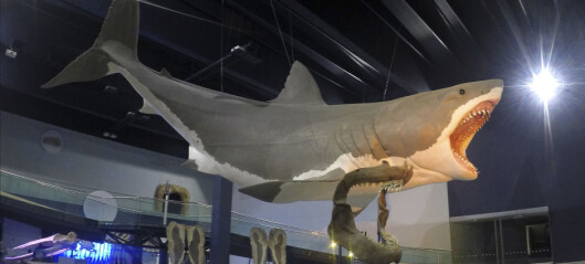 Forskerne aner egentlig ikke hvordan monsterhaien så ut